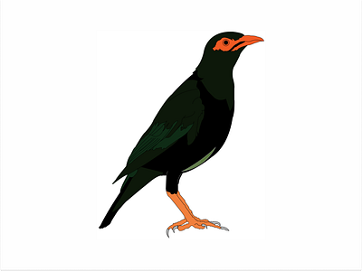 Myna Bird graphic design