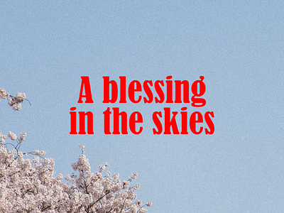 A blessing in the skies blessing blossoms idiom photography quote words