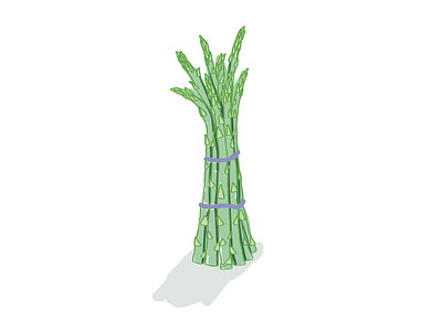 Speared grass asparagus green hand drawn illustration vegetable vegetables
