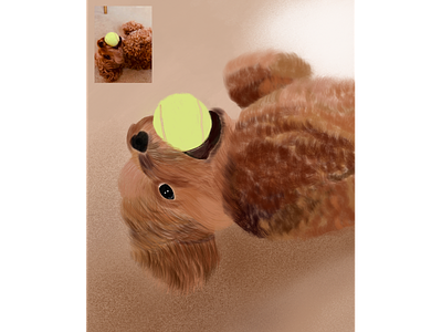 Dog Art - Winnie apple design digital painting digitalart illustration ipadpro ipencil poodle tennisball