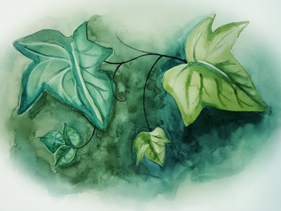 Watercolor Ivy ivy nature vine watercolor