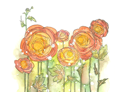 Homunculus floral flower garden paint ranunculus spring traditional watercolor