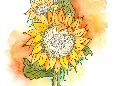 Bold Sunflower aquarelle bold bright heat hot paint sunflower sunny traditional warm watercolor