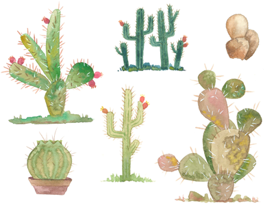 Watercolor cactus garden aquarelle arizona cacti cactus california desert nevada new mexico paddle saguaro southwest watercolor