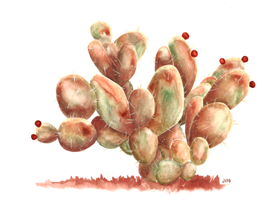 Veteran Paddle Cactus aquarelle cactus paddle paint prickly thorn traditional watercolor