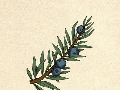 Juniper botanical cocktail drawing editorial genevrier gin green illustration juniper nature plant