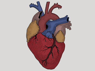 Heart Anatomy anatomical anatomique anatomy aorta blood body circulation coeur editorial health human illustration illustrationpresse inkdrawing medical medicine pulmonary science scientific veins