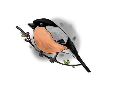 Bullfinch.