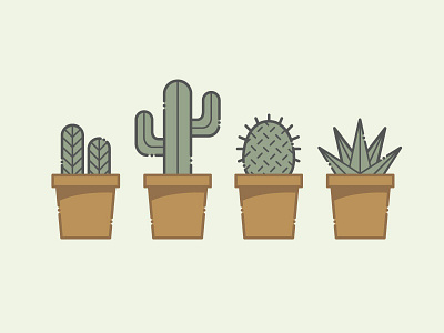Cacti cacti plants succulents