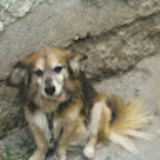 Milan Janković (milanj82nis)