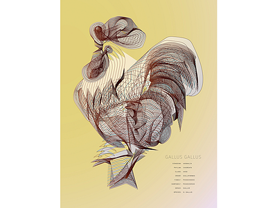 Chicken Line Drawing animals chicken illustrations line drawing science