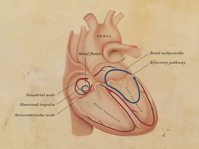 Humani Cordis anatomy heart valentines day vintage