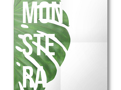 MONSTERA