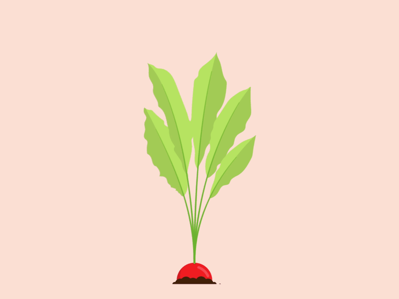 Little Radish 2d animation character flat gif loop motion graphics vector vegetables