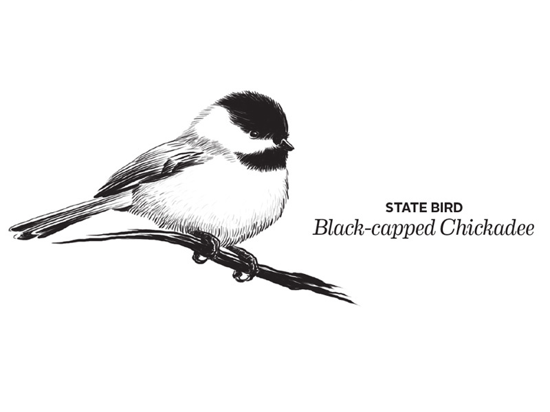 Chickadee By Shannon Adams On Dribbble