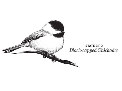 Chickadee bird chickadee etching illustration