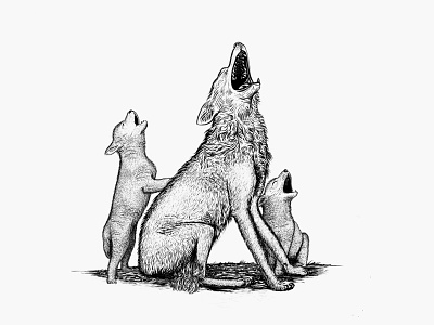 Family of Wolves etching illustration inking pup wolf wolves