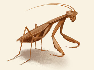 Mantis Illustration bug character design illustration insect mantis