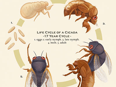 Life Cycle of a Cicada - Illustration bug cicada illustration insect locust