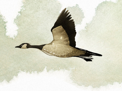 Changing Direction "detail" geese illustration