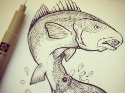 Redfish Study drawing micron ocean oceanlife redfish saltlife sea sketch