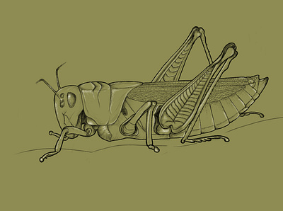 Grasshopper adobe photoshop digital illustration drawing grasshopper illustration pencil drawing sketch