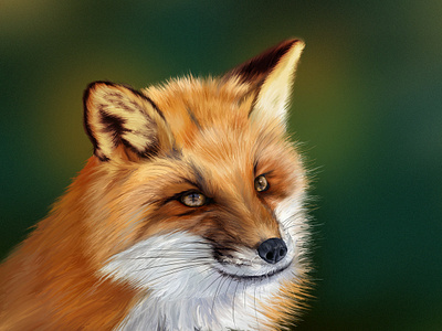 Fox design illustration intuos
