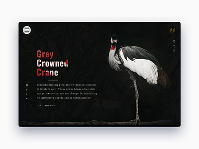 Grey Crowned Crane