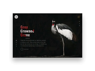 Grey Crowned Crane animal animation carousel grey header header design motion movement nature slider ui ux web