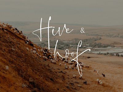 Hive & Hoof Logo branding design illustration logo