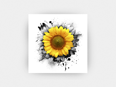 Sunflower poster design flower graphic design grunge illustration organic poster splash sunflower white