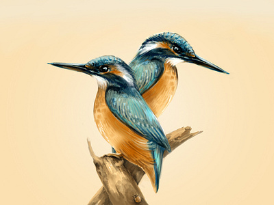 Kingfishers bird blue couple illustration kingfisher