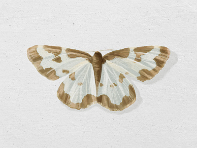 Clouded Border Moth digital art digital paint illustration insect moth paint realistic texture