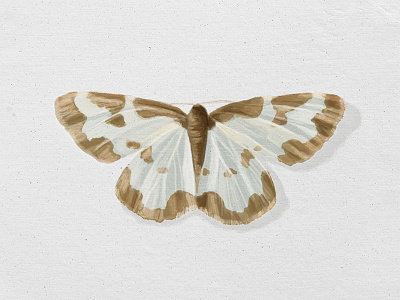 Clouded Border Moth