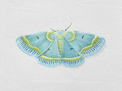 Aqua Moth digital art digital paint illustration insect moth paint realistic texture