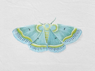 Aqua Moth