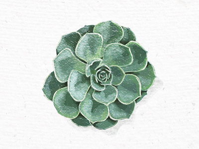 Things I can't grow in my apartment digital art digital paint green illustration paint plant realistic succulent texture