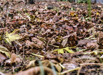 Αutumn leaves on the ground
