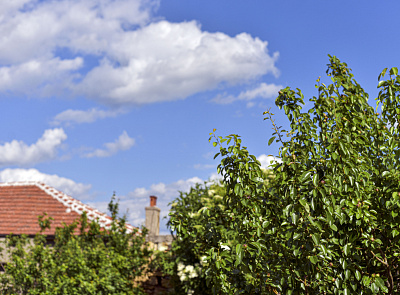 Sky with green tree.