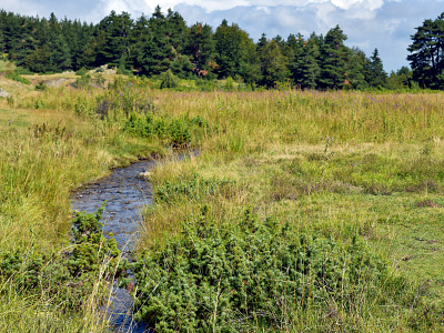 lake in forest