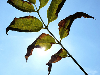 Fall Sunlight photography