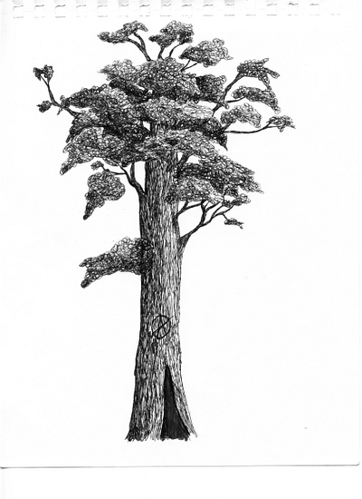 Tree Illustration illustration micron pen