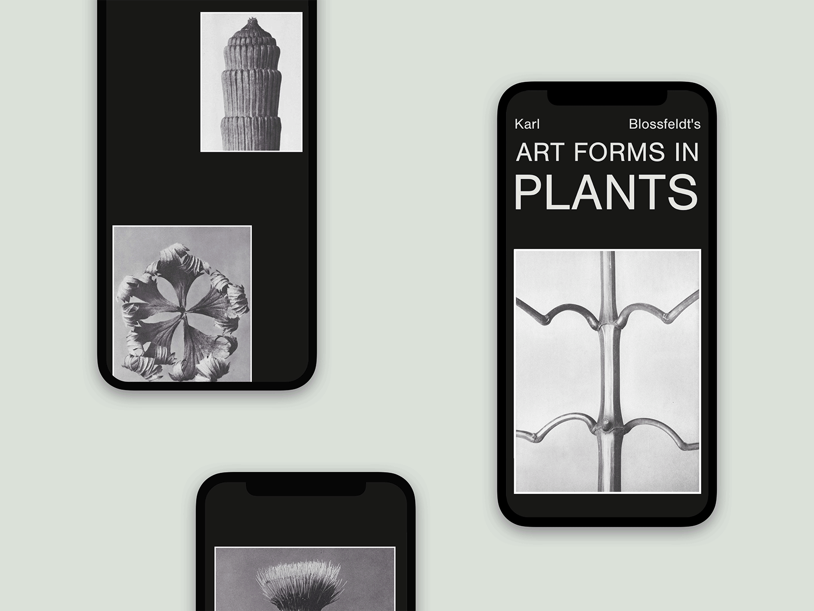 Art Forms in Plants art art history black black white editorial editorial layout mobile modernism photography readymag web design