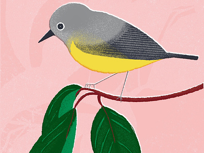 Pantone color of the year bird bird illustration colorful digital art illustration