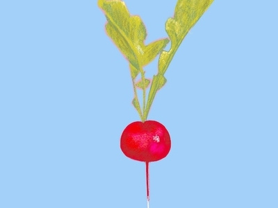 Radish colorful colorful art drawing food illustration illustration illustration art procreate radish