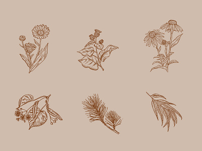 Icons of plants