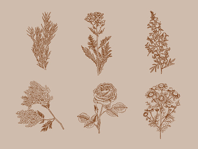 Icons of plants chamomile eco gravure immortelle mimosa plants rose rosemary