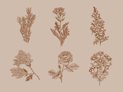 Icons of plants