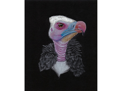 Transformation animal colored pencil dark art death illustration macabre memento mori portrait traditional media wildlife