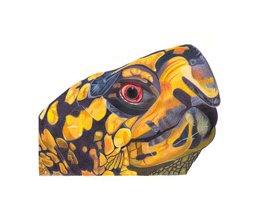 The Eastern Box Turtle animal colored pencil illustration natural sciences portrait reptile turtle wildlife